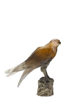 Saker hawk by madeleine van der knoop - Daum